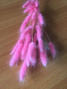 Лагурус или Заячий хвостик Нежно-розовый