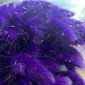 Лагурус или Заячий хвостик фиолетовыйs